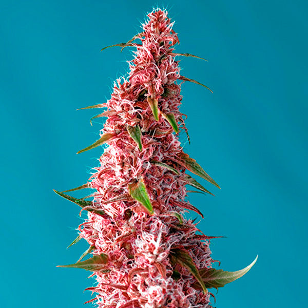 Auto Red Pure CBD 5+2 u. fem. Sweet Seeds