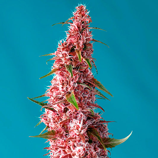 Auto Red Pure CBD 5+2 u. fem. Sweet Seeds