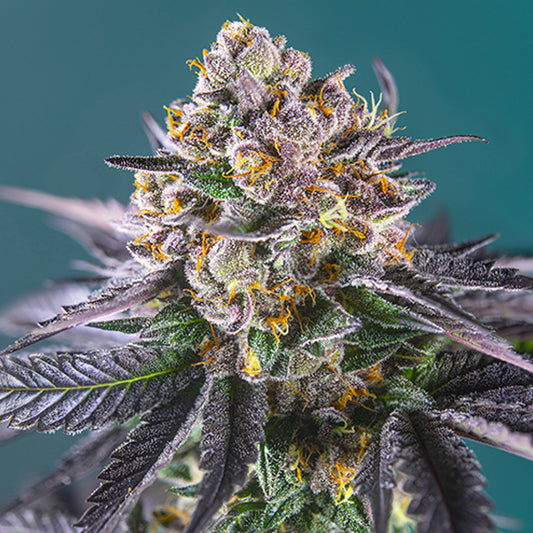 Auto Red Strawberry Banana 5+2 pz. femm. Sweet Seeds