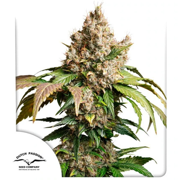 Auto Red Tropicana Cookies 3 units fem. Dutch Passion
