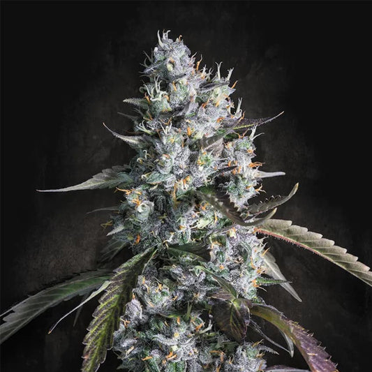 Auto Red Velvet   5 u. fem. Paradise Seeds