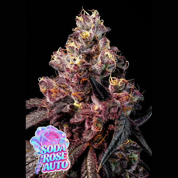 Auto Rose Soda  5 u. fem Anesia