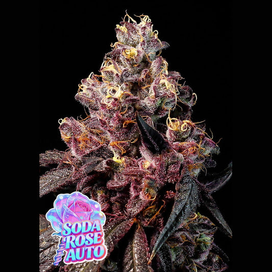 Auto Rose Soda  5 u. fem Anesia