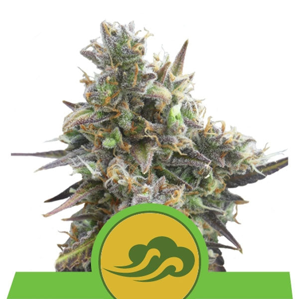 Auto Royal Bluematic 1 pz. fem. Royal Queen