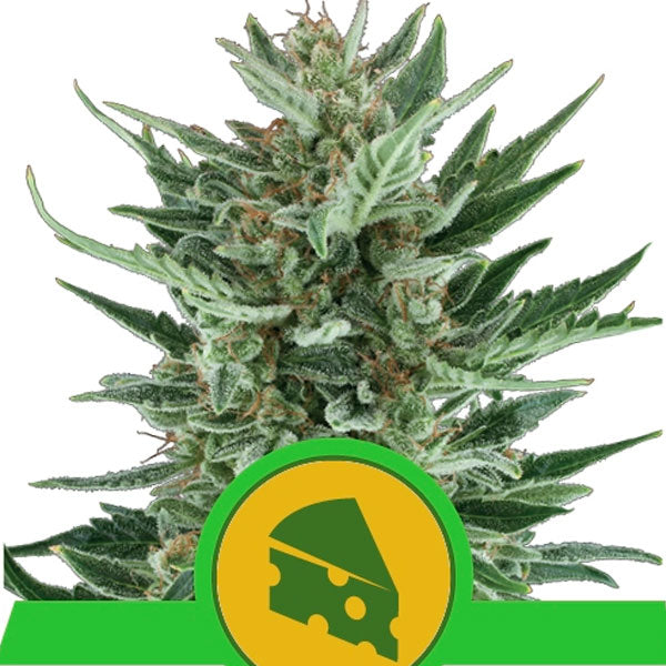 Auto Royal Cheese 1 pz. fem. Royal Queen