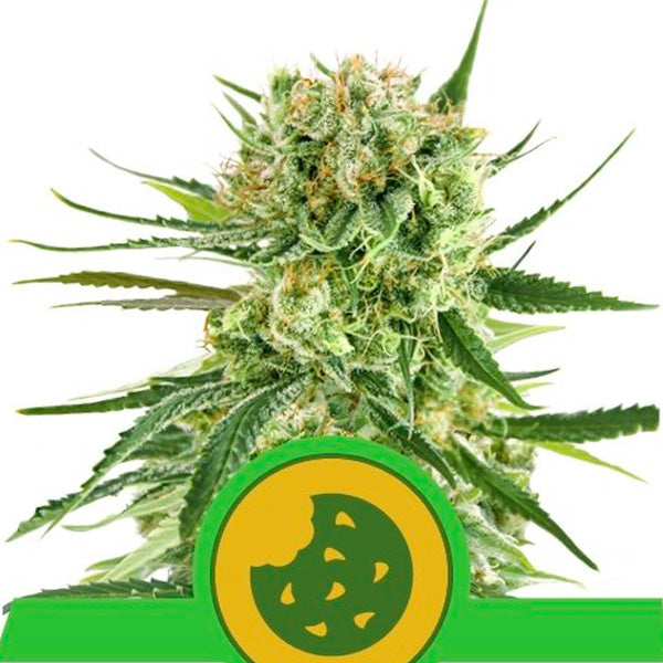 Auto Royal Cookies 3 u. fem. Royal Queen