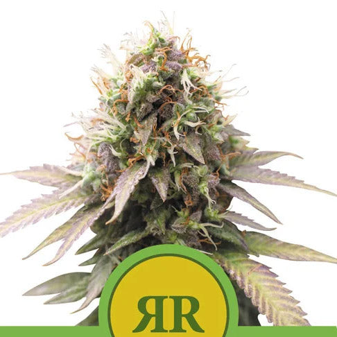 Auto Royal Runtz 3 u. fem. Royal Queen