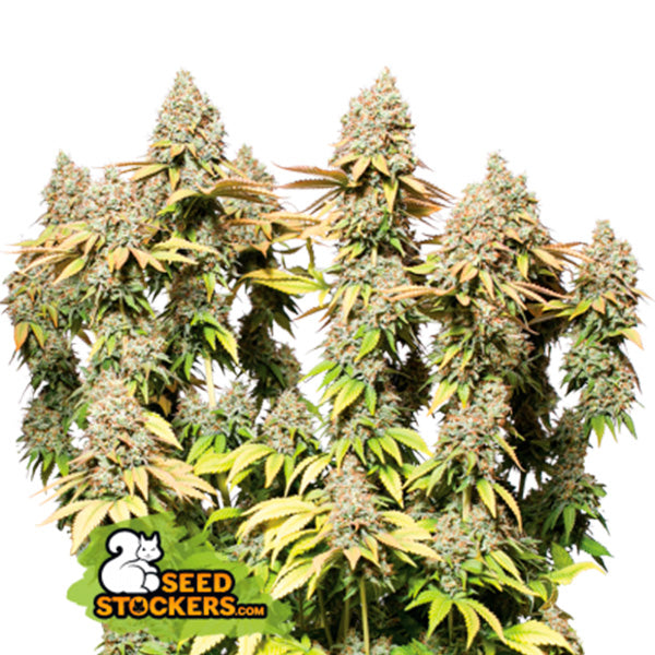 Auto Rucu Cucu OG fem. 25 pz. Seedstockers Superior
