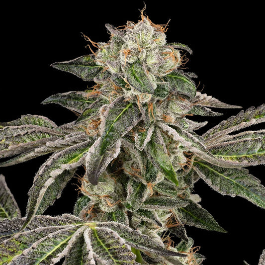 Auto Runtz  5 u. fem. White Label
