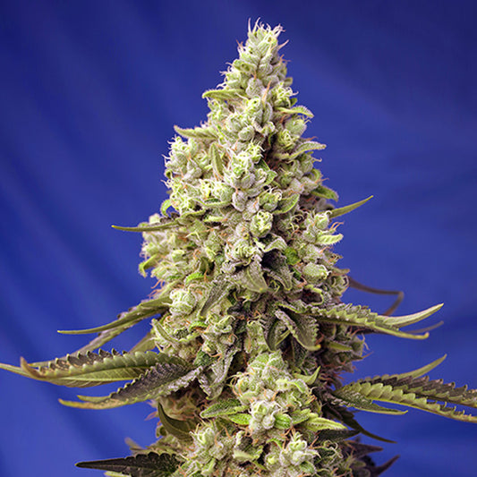 Auto Runtz XL 3+1 ud. fem. Sweet Seeds