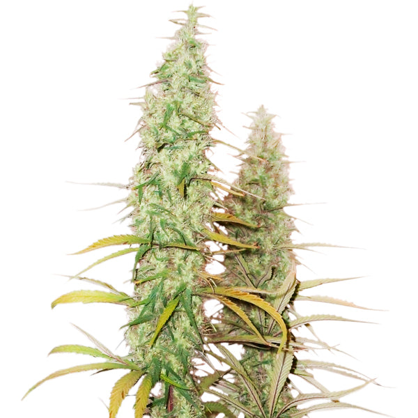 Auto Santa Marta Haze fem. 25 pz. Seedstockers
