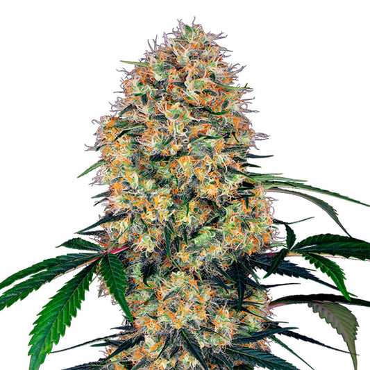 Auto Sensi Amnesia XXL  5 u. fem. Sensi Seeds Research