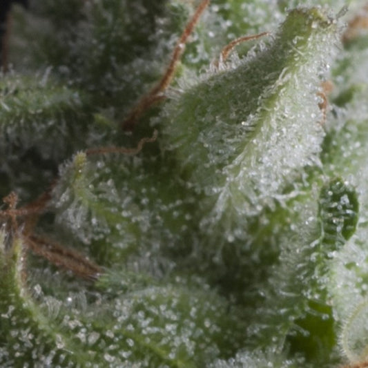 Auto Shark  3 u. fem Pyramid Seeds