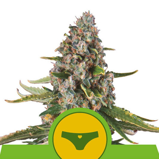 Auto Sherbet Queen  3 u. fem. Royal Queen