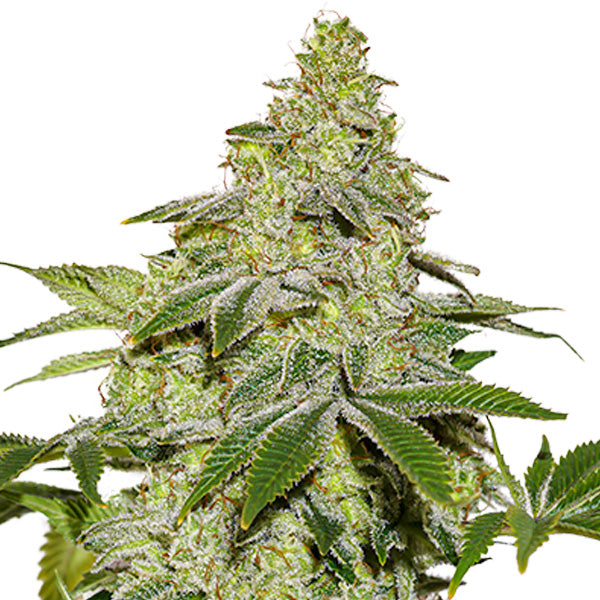 Auto Sherbet fem. 3 pz. Seedstockers