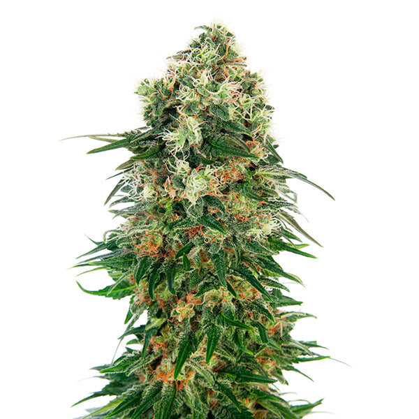 Auto Shiva Skunk 5 pc. fem. Sensi Seeds