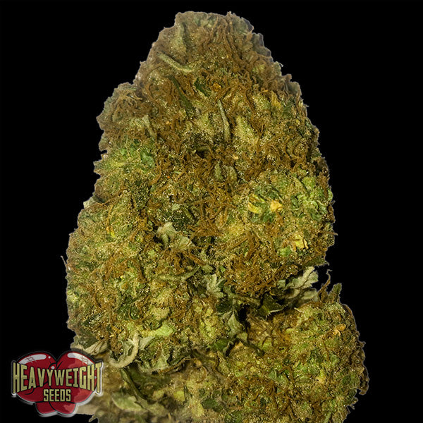Auto Skunky Monkey 5 pcs. fem. Heavyweight Seeds