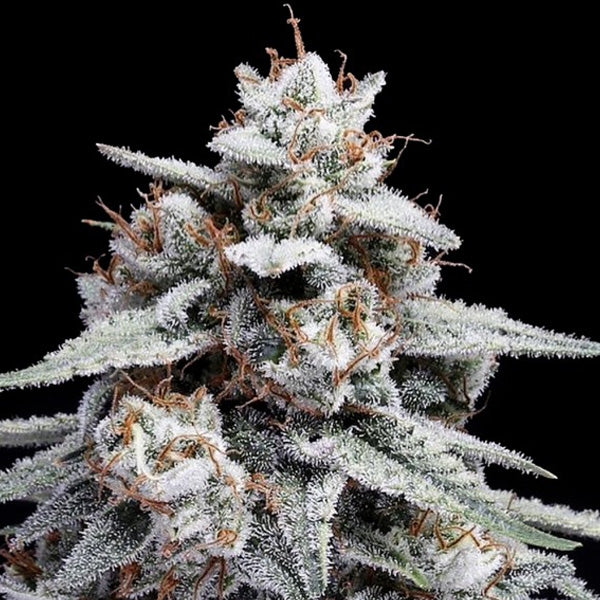 Auto Skywalker Kush 10 pz. fem. DNA Genetics