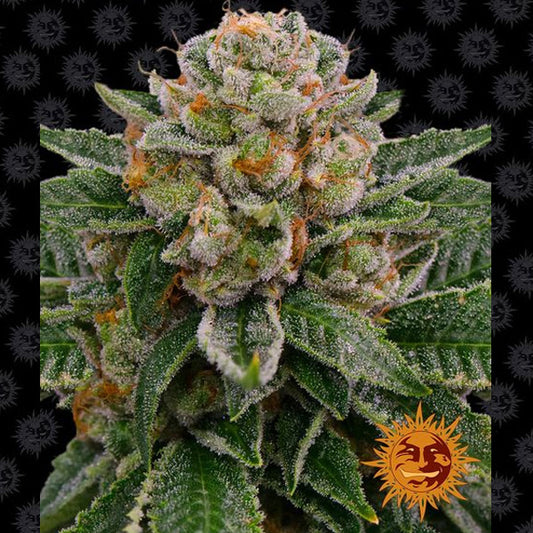 Auto Skywalker OG 10 pc. fem. Barney's