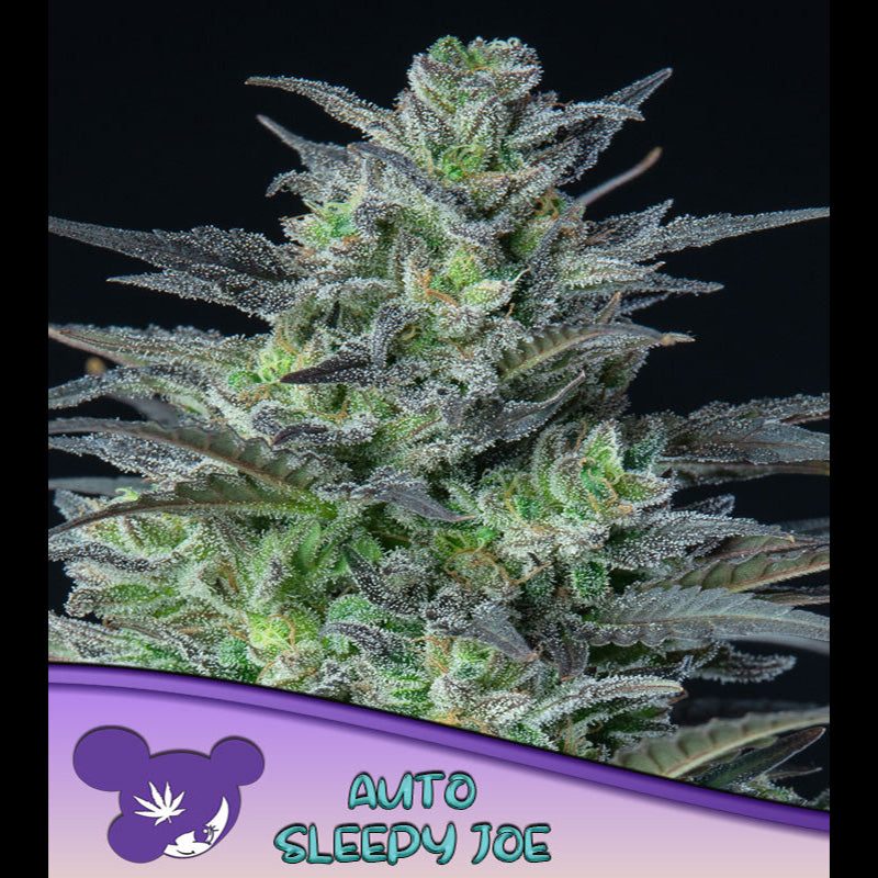 Auto Sleepy Joe  3 u. fem Anesia