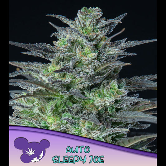 Auto Sleepy Joe  3 u. fem Anesia