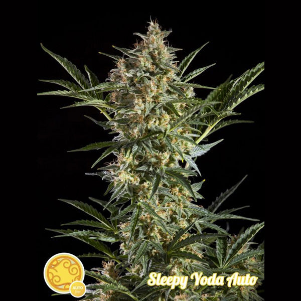Auto Sleepy Yoda 5 u fem Philosopher