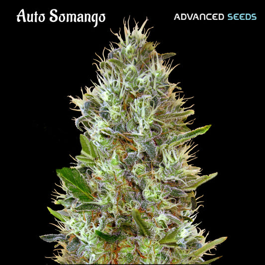 Auto Somango 25 pz. fem. Advanced Seeds