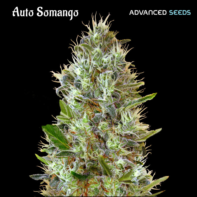 Auto Somango 100 units fem. Advanced Seeds