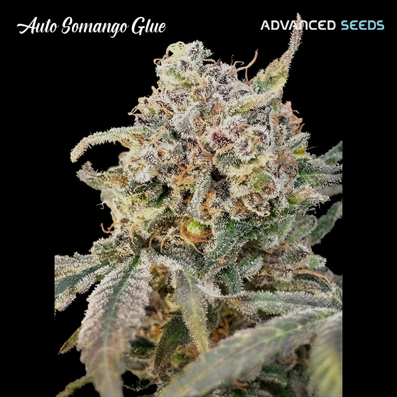 Auto Somango Glue 1 ud. fem. Advanced Seeds