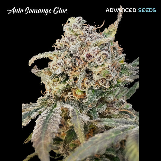 Auto Somango Glue   5 + 2 semi femminizzati Advanced Seeds