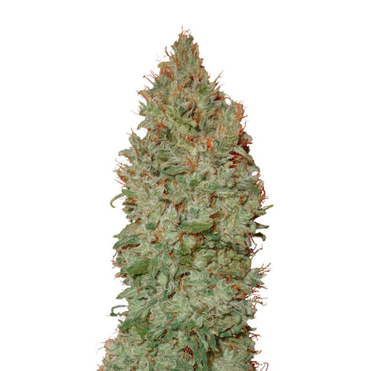 Auto Sour Diesel (0,3/15)   1 u. fem. CBD+ Buds