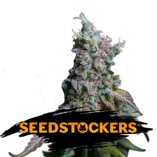 Auto Sour Diesel fem.  1 u. Seedstockers
