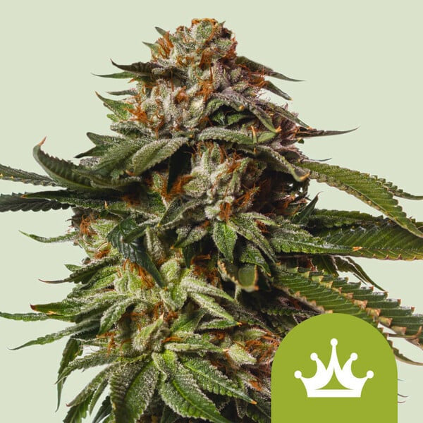 Auto Special Queen   3 u. fem. Royal Queen