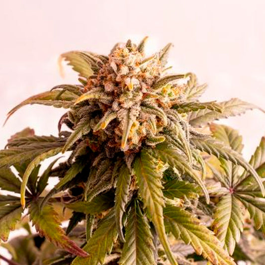 Auto Speedy Boom  3 u. fem. Kannabia Seeds
