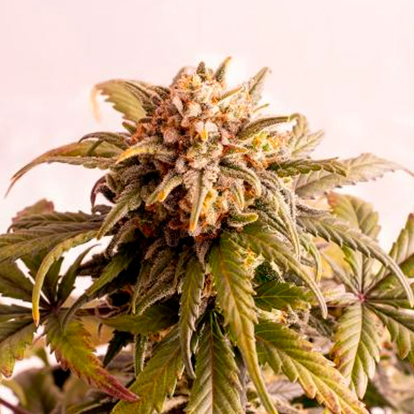 Auto Speedy Boom 5 pz. fem. Kannabia Seeds