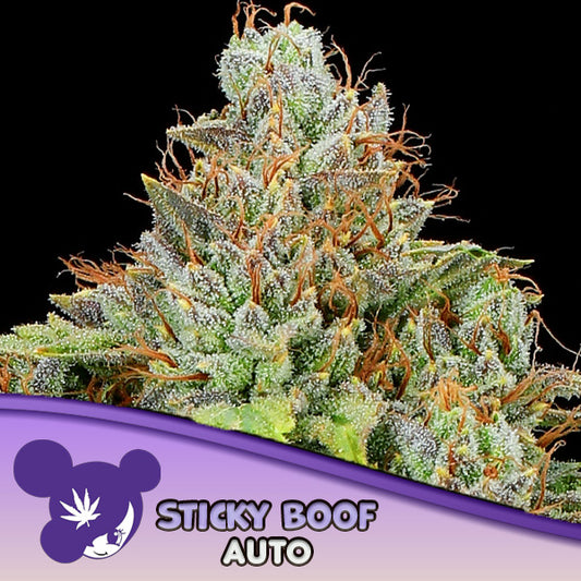 Auto Sticky Boof  10 u. fem Anesia