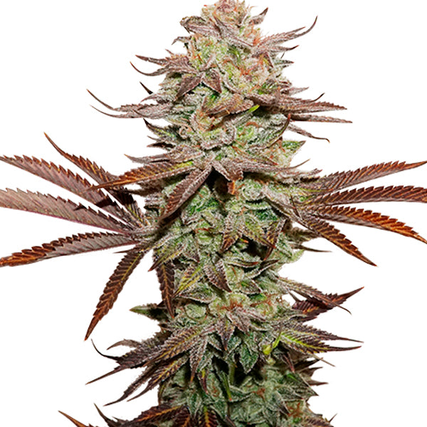 Auto Sticky Fingers fem. 3 u. Seedstockers