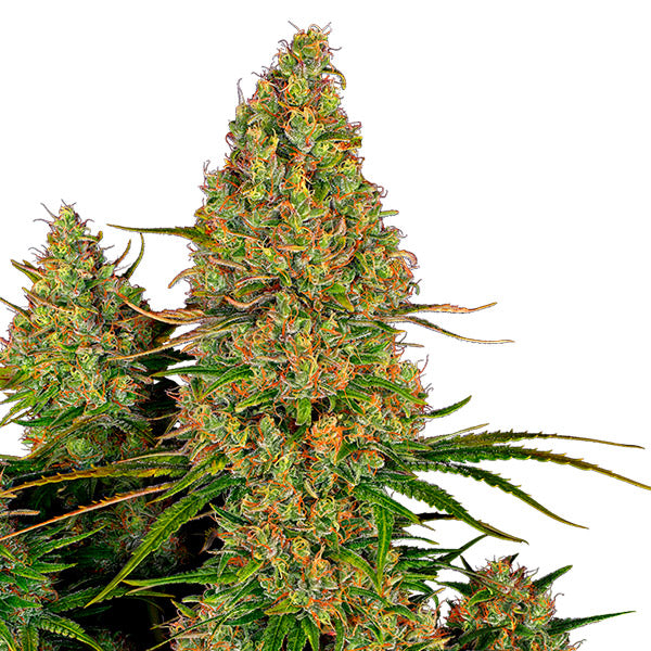 Auto Sticky Orange XXl  3 u. fem. Sensi Seeds Research