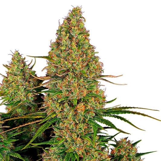 Auto Sticky Orange XXl  3 u. fem. Sensi Seeds Research