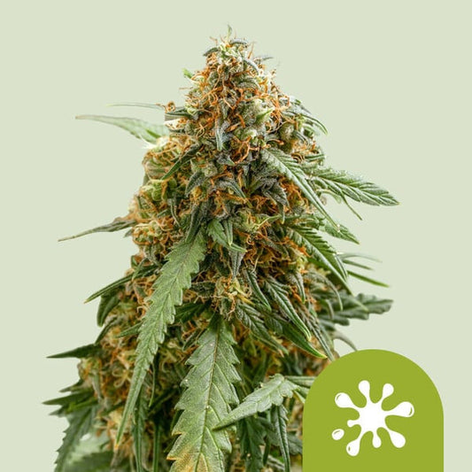 Auto Sticky Queen   3 u. fem. Royal Queen