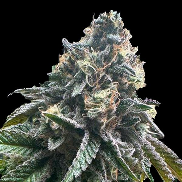 Auto StrawBilbo Banana 1 u. fem. Genehtik