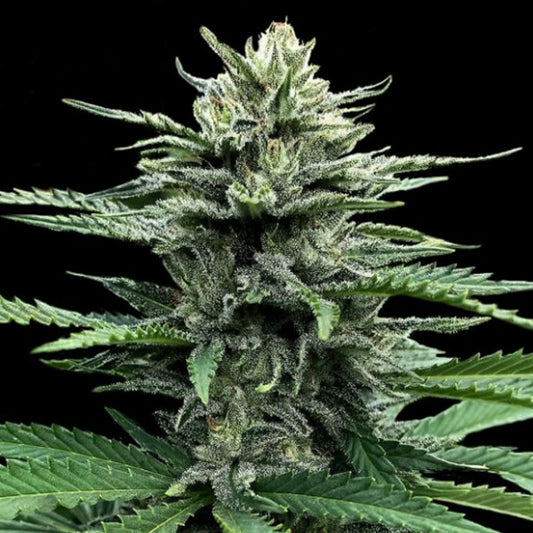 Auto Strawberry Banana  3 u. fem. DNA Genetics