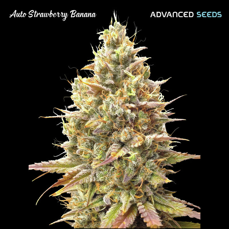 Auto Strawberry Banana 100 pcs. fem. Advanced Seeds