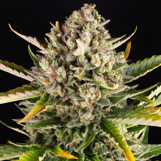 Auto Strawberry Cheesecake  1 u. fem. Barney's