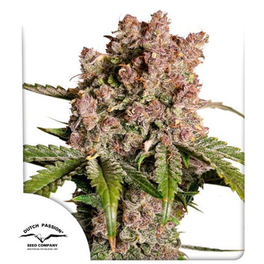Auto Strawberry Soda   3 u. fem. Dutch Passion