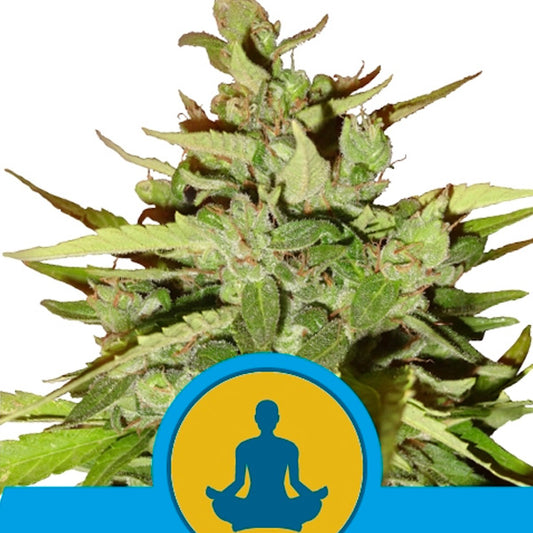 Auto Stress Killer CBD 10 pz. fem. Royal Queen