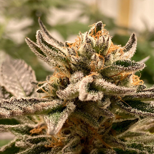 Auto Sublimator 1 u. fem R-Kiem Seeds