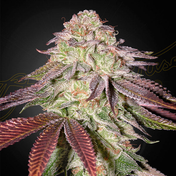 Auto Sugarlato  3 u. fem. Green House