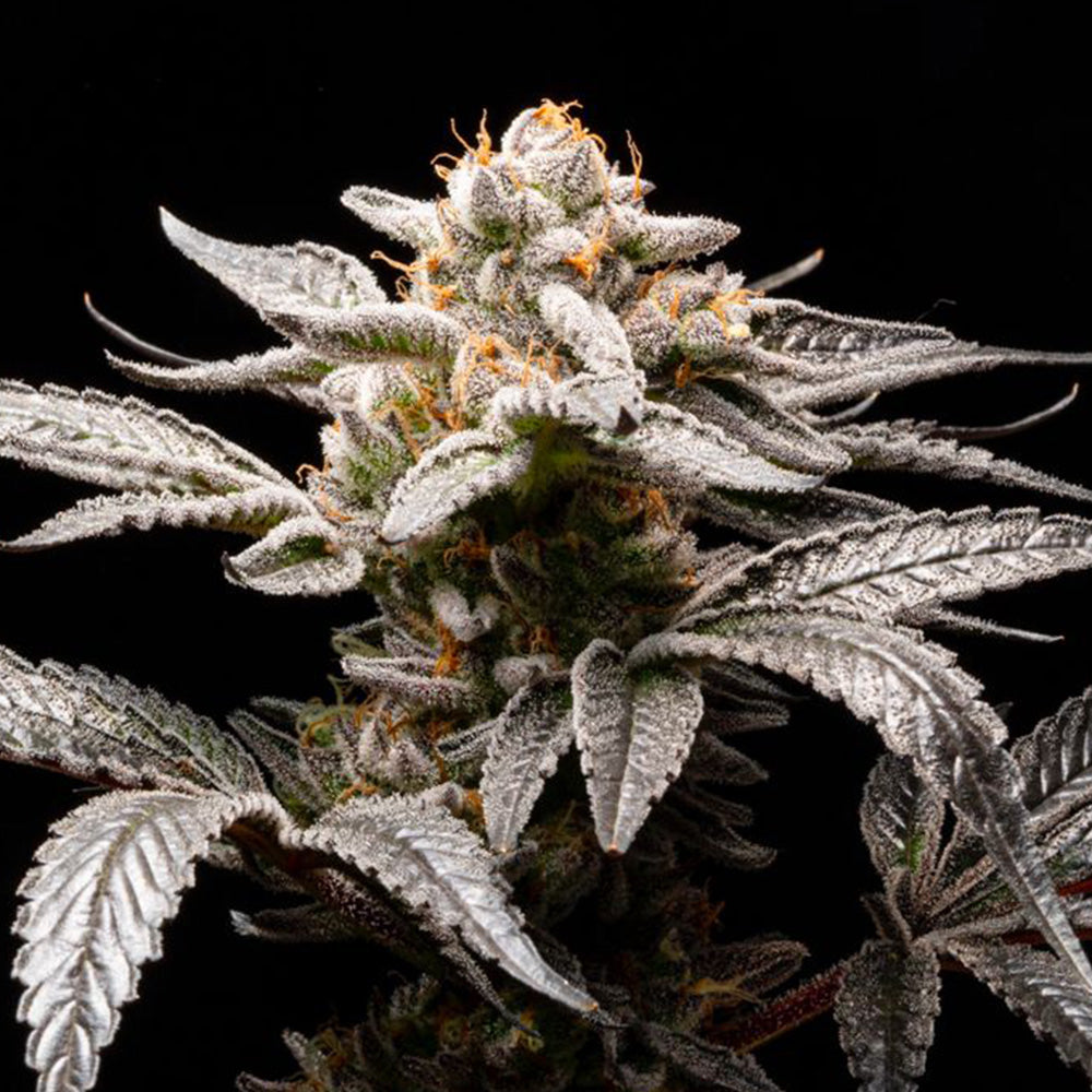 Auto Suguz  5 u. fem R-Kiem Seeds