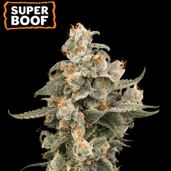 Auto Super Boof femm. 25 pz Seedstockers Superior